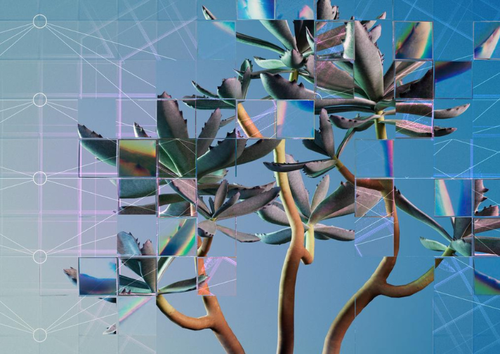 This image shows a low angle of a succulent plant against a hazy sky. The scene is refracted in different ways by a fragmented glass grid. This grid is a visual metaphor for the way that artificial intelligence (AI) and machine learning technologies can be used to extract and analyse biological data in innovative ways, and the repetitive and self-similar structure of these systems. A neural network diagram is overlaid, familiarising the viewer with the formal architecture of AI systems.