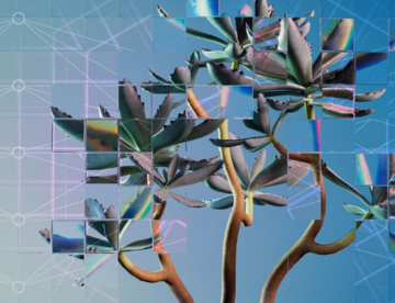 This image shows a low angle of a succulent plant against a hazy sky. The scene is refracted in different ways by a fragmented glass grid. This grid is a visual metaphor for the way that artificial intelligence (AI) and machine learning technologies can be used to extract and analyse biological data in innovative ways, and the repetitive and self-similar structure of these systems. A neural network diagram is overlaid, familiarising the viewer with the formal architecture of AI systems.